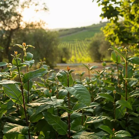 Tenuta Di Monaciano Κατάλυμα σε φάρμα