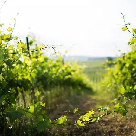 Tenuta Di Monaciano Ponte A Bozzone